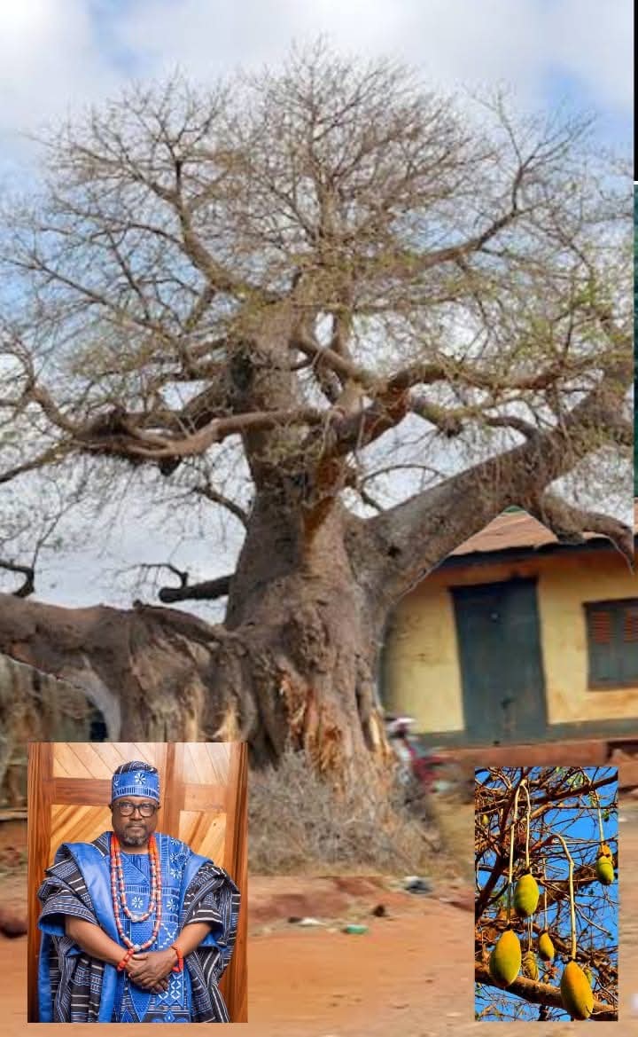 ODOPETU AND THE \"OSE\" TREE